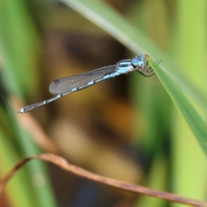 Austrolestes leda at Pambula, NSW - 23 Dec 2022