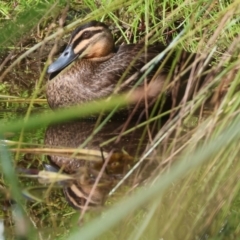 Anas superciliosa (Pacific Black Duck) at Pambula, NSW - 22 Dec 2022 by KylieWaldon