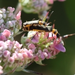 Chauliognathus sydneyanus (Sydney soldier beetle) at Pambula, NSW - 23 Dec 2022 by KylieWaldon