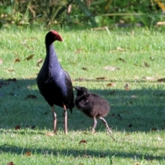 Porphyrio melanotus (Australasian Swamphen) at Pambula, NSW - 23 Dec 2022 by KylieWaldon