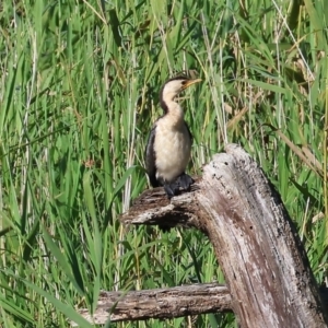 Microcarbo melanoleucos at Pambula, NSW - 23 Dec 2022