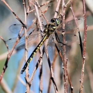 Hemicordulia australiae at Pambula, NSW - 23 Dec 2022