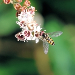 Unidentified Hover fly (Syrphidae) at Pambula, NSW - 22 Dec 2022 by KylieWaldon