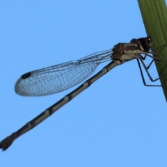 Austrolestes leda (Wandering Ringtail) at Panboola - 23 Dec 2022 by KylieWaldon