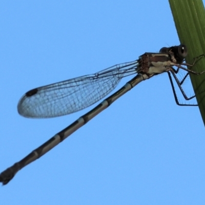 Austrolestes leda (Wandering Ringtail) at Pambula, NSW - 22 Dec 2022 by KylieWaldon