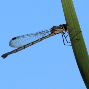 Austrolestes leda at Pambula, NSW - 23 Dec 2022