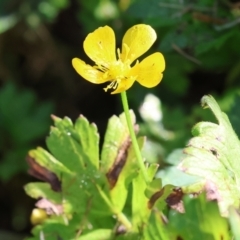 Ranunculus sp. (Buttercup) at Panboola - 23 Dec 2022 by KylieWaldon