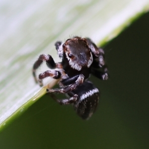 Maratus scutulatus at Pambula Beach, NSW - 23 Dec 2022