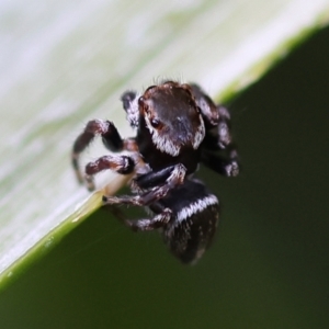 Maratus scutulatus at Pambula Beach, NSW - 23 Dec 2022 07:37 AM