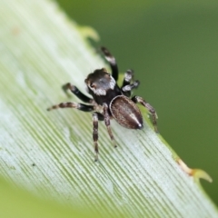 Maratus scutulatus at Pambula Beach, NSW - 23 Dec 2022