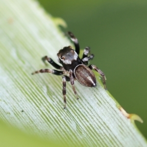 Maratus scutulatus at Pambula Beach, NSW - 23 Dec 2022 07:37 AM