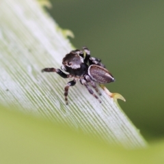 Maratus scutulatus at Pambula Beach, NSW - 23 Dec 2022