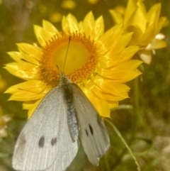 Pieris rapae (Cabbage White) at Wamboin, NSW - 25 Dec 2022 by Komidar