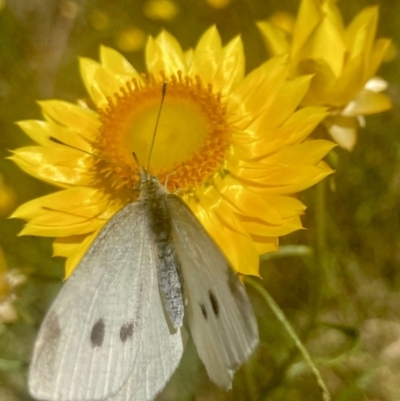 Pieris rapae (Cabbage White) at Wamboin, NSW - 24 Dec 2022 by Komidar