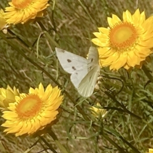 Pieris rapae at Wamboin, NSW - 25 Dec 2022