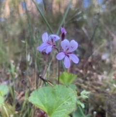 Pelargonium australe (Austral Stork's-bill) at Kowen, ACT - 23 Dec 2022 by Komidar