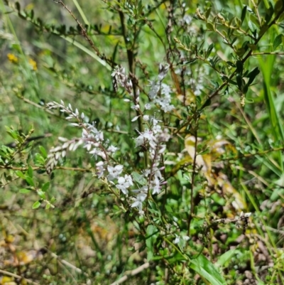 Veronica derwentiana (Derwent Speedwell) at Captains Flat, NSW - 25 Dec 2022 by Csteele4