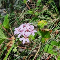 Pelargonium australe (Austral Stork's-bill) at Captains Flat, NSW - 25 Dec 2022 by Csteele4