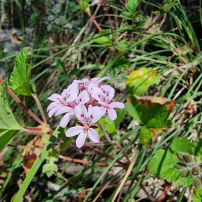 Pelargonium australe (Austral Stork's-bill) at Captains Flat, NSW - 25 Dec 2022 by Csteele4