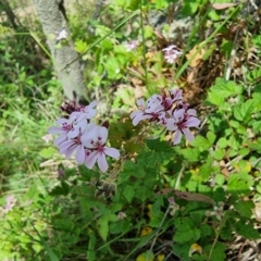 Pelargonium australe at Captains Flat, NSW - 25 Dec 2022 02:18 PM