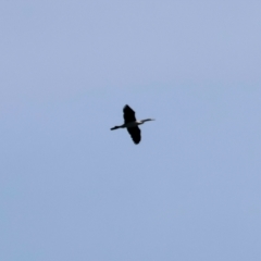 Anhinga novaehollandiae (Australasian Darter) at Eden, NSW - 24 Dec 2022 by KylieWaldon
