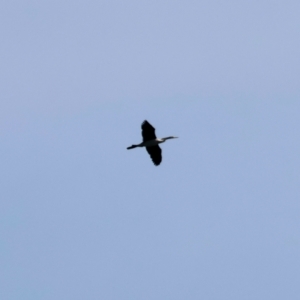 Anhinga novaehollandiae at Eden, NSW - 24 Dec 2022 10:58 AM