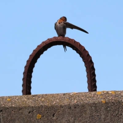 Hirundo neoxena (Welcome Swallow) at Eden, NSW - 24 Dec 2022 by KylieWaldon