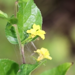 Goodenia ovata at Kiah, NSW - 24 Dec 2022 08:50 AM