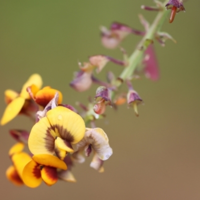 Daviesia latifolia (Hop Bitter-Pea) at East Boyd State Forest - 23 Dec 2022 by KylieWaldon