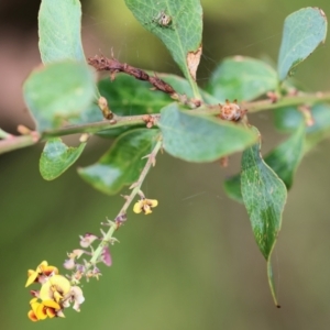Daviesia latifolia at Narrabarba, NSW - 24 Dec 2022