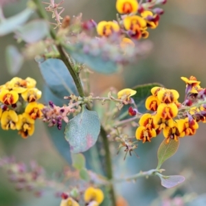 Daviesia latifolia at Narrabarba, NSW - 24 Dec 2022 09:03 AM