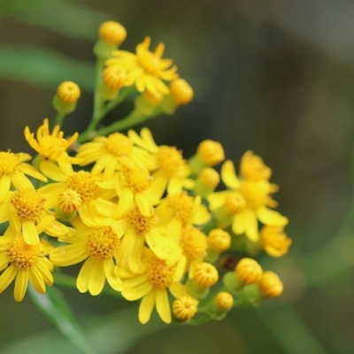 Senecio linearifolius (Fireweed Groundsel, Fireweed) at Kiah, NSW - 24 Dec 2022 by KylieWaldon