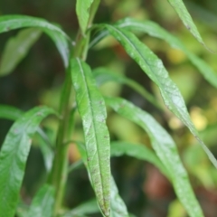 Senecio linearifolius at Kiah, NSW - 24 Dec 2022