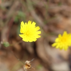 Hypochaeris radicata (Cat's Ear, Flatweed) at Kiah, NSW - 24 Dec 2022 by KylieWaldon