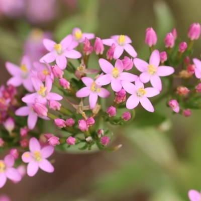 Centaurium sp. (Centaury) at Narrabarba, NSW - 23 Dec 2022 by KylieWaldon