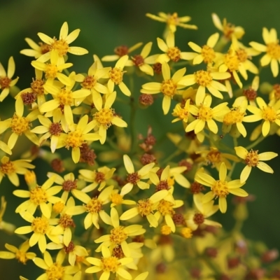 Senecio linearifolius (Fireweed Groundsel, Fireweed) at Narrabarba, NSW - 24 Dec 2022 by KylieWaldon