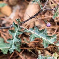 Solanum prinophyllum (Forest Nightshade) at Kiah, NSW - 24 Dec 2022 by KylieWaldon