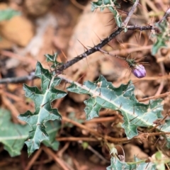 Solanum prinophyllum (Forest Nightshade) at Kiah, NSW - 23 Dec 2022 by KylieWaldon