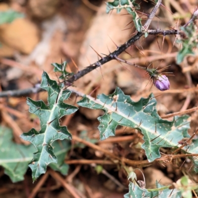 Solanum prinophyllum (Forest Nightshade) at Kiah, NSW - 24 Dec 2022 by KylieWaldon