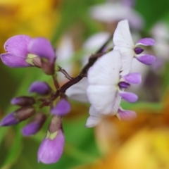 Glycine sp. at East Boyd State Forest - 23 Dec 2022 by KylieWaldon