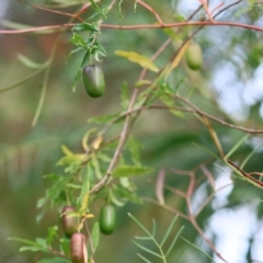 Billardiera mutabilis at Kiah, NSW - 24 Dec 2022