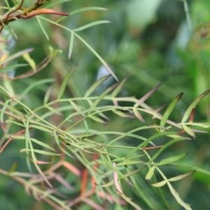 Polyscias sambucifolia at Kiah, NSW - 24 Dec 2022