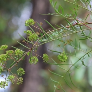 Polyscias sambucifolia at Kiah, NSW - 24 Dec 2022