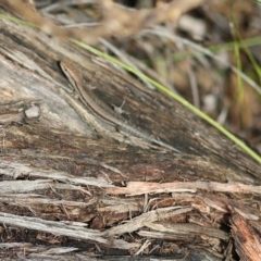 Lampropholis guichenoti (Common Garden Skink) at East Boyd State Forest - 23 Dec 2022 by KylieWaldon