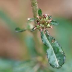 Gamochaeta sp. (Cudweed) at Kiah, NSW - 24 Dec 2022 by KylieWaldon