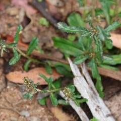 Gamochaeta sp. at Kiah, NSW - 24 Dec 2022