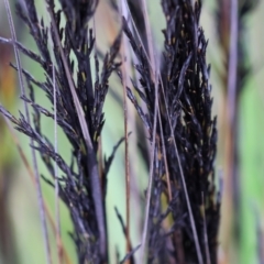 Gahnia radula (Thatch Saw-sedge) at Kiah, NSW - 24 Dec 2022 by KylieWaldon