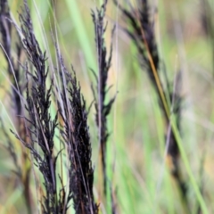 Gahnia radula at Kiah, NSW - 24 Dec 2022