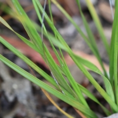 Gahnia radula at Kiah, NSW - 24 Dec 2022