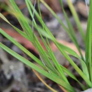 Gahnia radula at Kiah, NSW - 24 Dec 2022